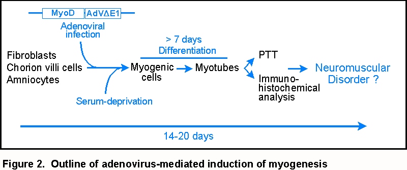 myod_adviri_fig2.jpg (96714 bytes)