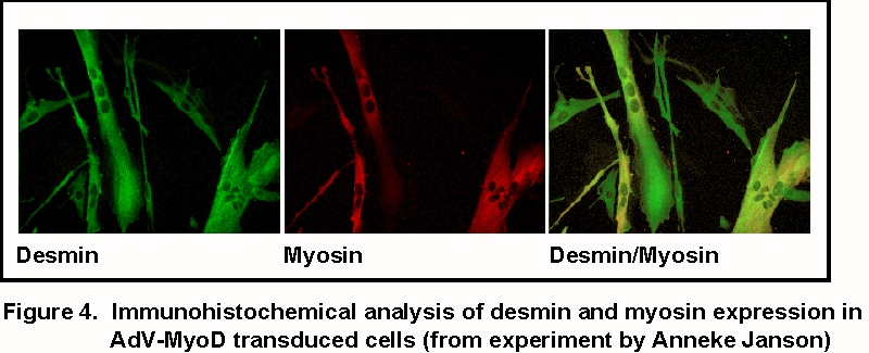 myod_desmyo_fig4.jpg (152328 bytes)