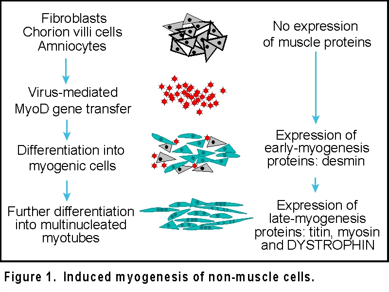 myod_method_fig1.jpg (199492 bytes)