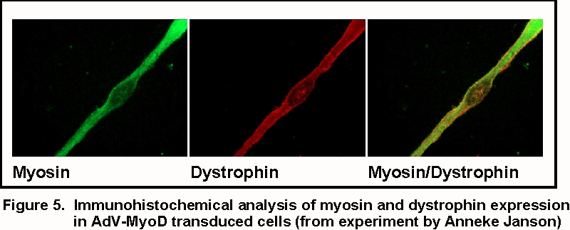 myod_myodys_fig5.jpg (118970 bytes)