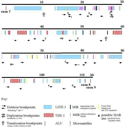 Deletion Breakpoints and Repetitive Sequences in Intron 7 of Human Dystrophin Gene
